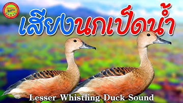 เสียงนกเป็ดน้ำ นกเป็ดแดง เสียงนกเป็ดน้ำ ชัด100% เสียงนกเป็ดต่อกลางวันได้ผล100% เสียงนกเป็ดใหม่ล่าสุด