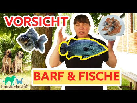 Video: Kann ich meinen Hund mit Lachs füttern?