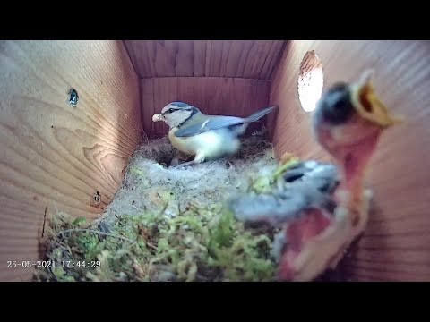 25th May 2021 - What to say? - Blue tit nest box live camera highlights