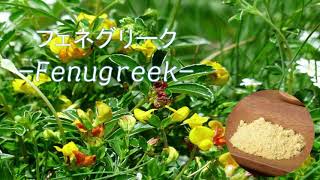 ハーブ＆スパイス事典　―フェネグリークー