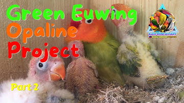 Green Euwing Opaline Project | Breeding Update 2021 (Part 2)