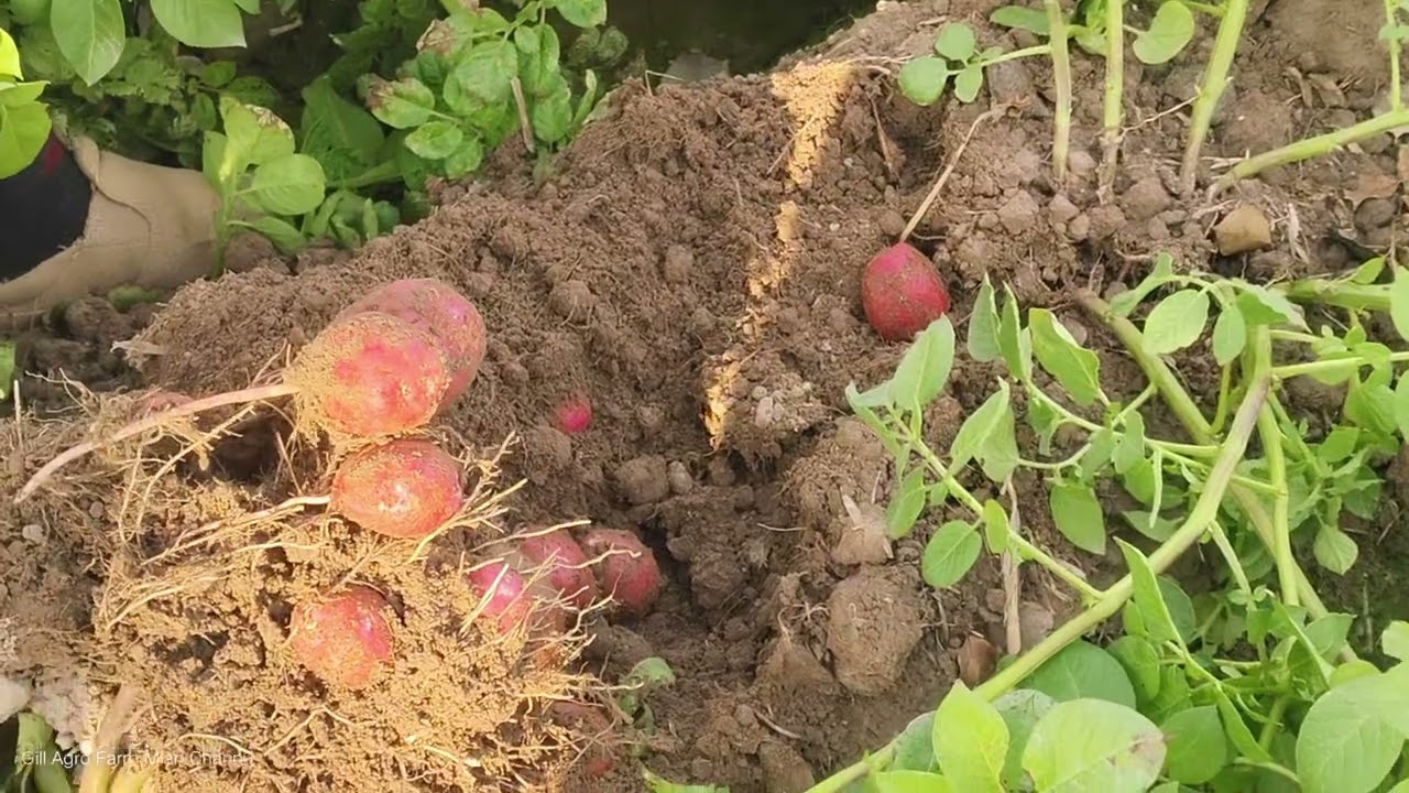 Potato variety Ruby Red 90 days crops .GILL AGRO FARM MAIN CHANU. 03007923223
