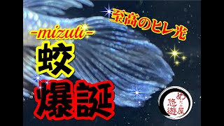 めだか屋悠遊　オリジナル新品種紹介