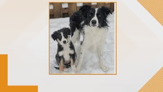 Doggone Weather in Northeast Ohio: Meet Ruby and Colin