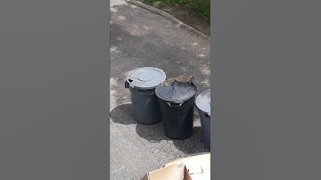 I saw a squirrel on garbage cans not clickbait