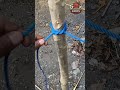 Just like this #Knots #KnotTying #RopeSkills #KnotHacks #UsefulKnots