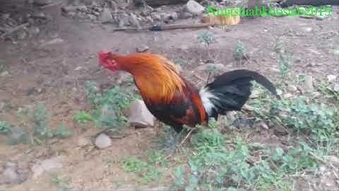 qaib qus qua zoo 2019