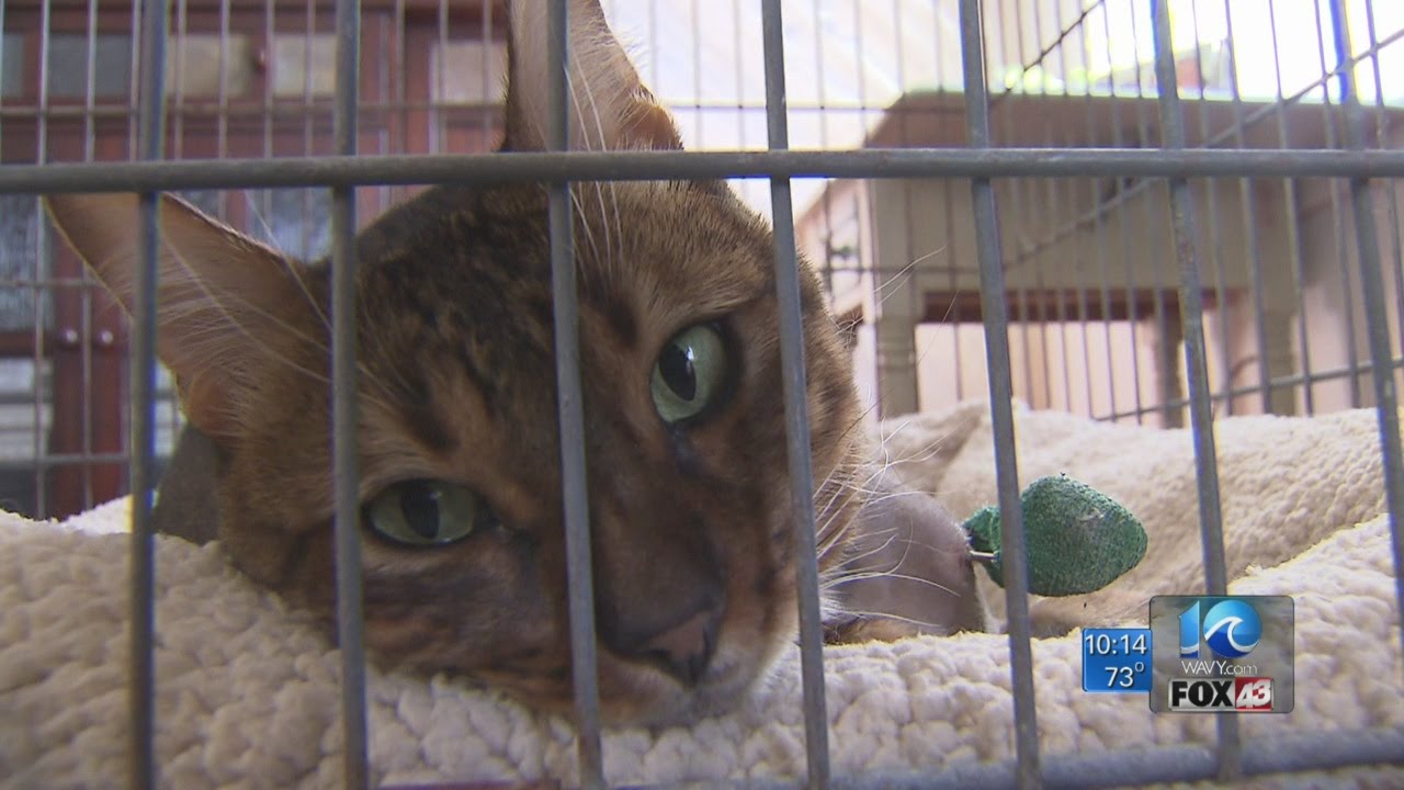 Liz Palka on cat shot by BB gun YouTube