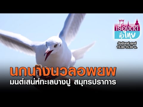 วีดีโอ: นกนางนวลทั่วไป: คำอธิบาย, ภาพถ่าย