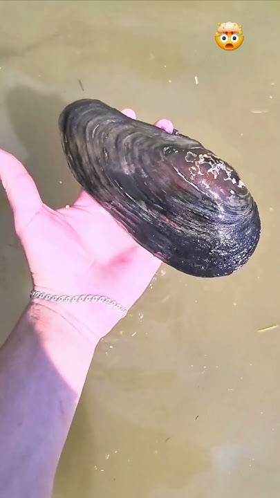 Ооо мідія.🙀🙀🙀 #рибалка #fishing - YouTube