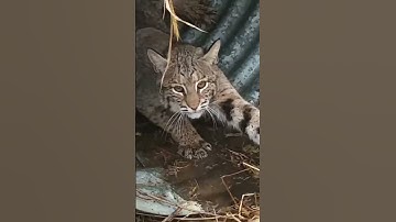 #bobcats #trapping #footholds