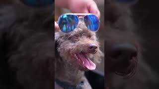 Puppies drive to deliver messages | Dog TikTok creative humorous video