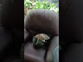 boogie woogie rabbit