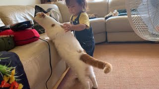 よその猫にも優しくできる娘に育てた猫　ノルウェージャンフォレストキャット　A one-year-old child who gently strokes other cats