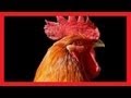 Odgłosy zwierząt dźwięki jakie wydają zwierzęta BZYK.tv
