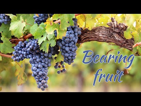 "Bearing Fruit" Sermon by Pastor Clint Kirby | January 17, 2021