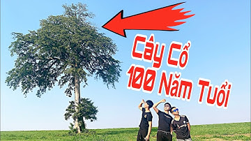 Tham Quan Cây Cổ Thủ Hơn 100 Năm Tuổi | Dân Chơi Official