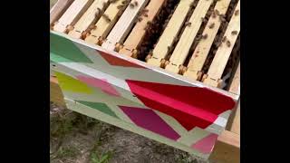 Splitting Hives- Here’s How You Add A New Queen Bee
