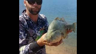 Big Blowering Yella On Mini Vibe