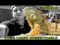 Marcelo, la iguana más famosa de México.  Como hacer "dócil" a tu iguana? es eso posible?