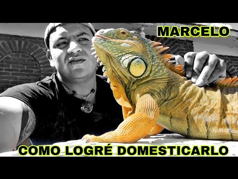 Marcelo, la iguana más famosa de México.  Como hacer 