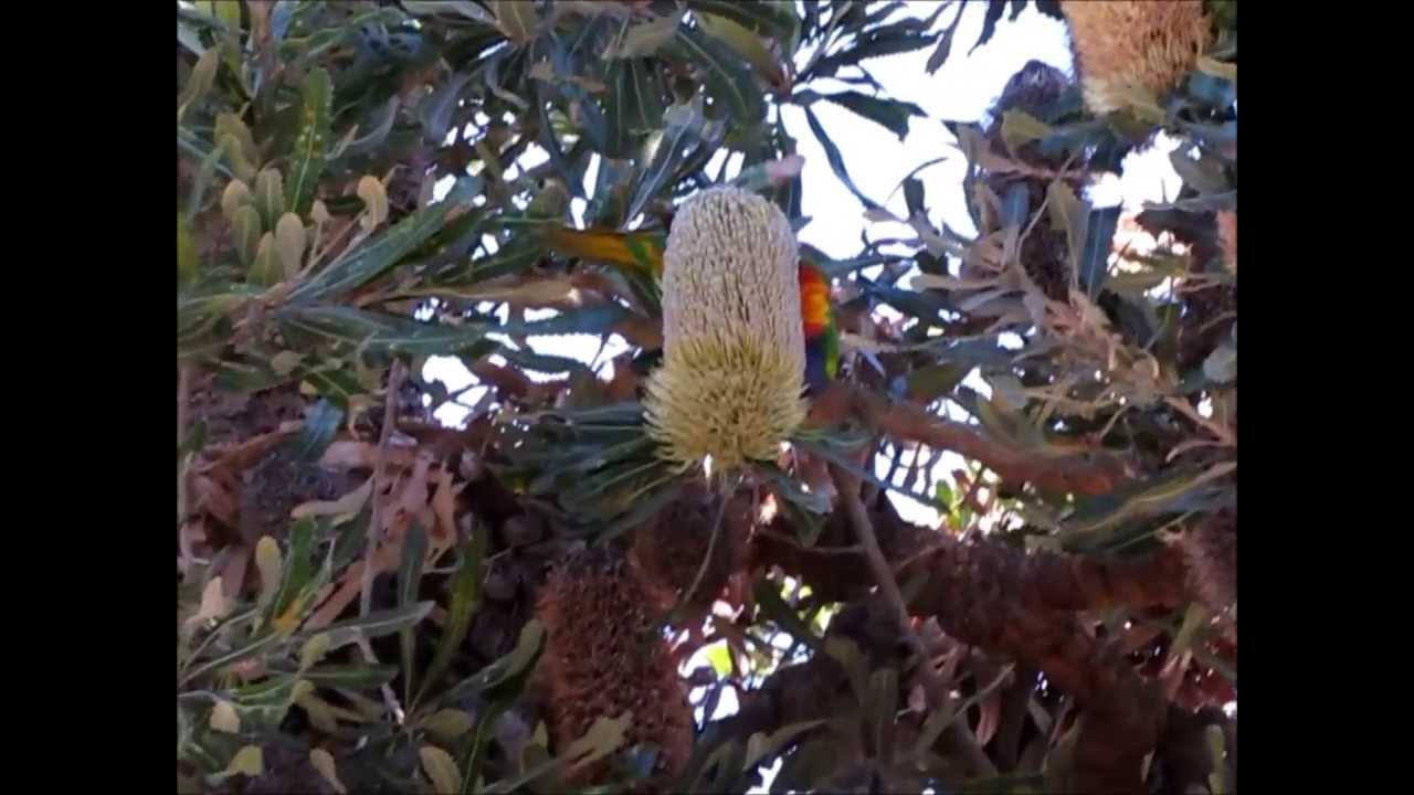 australia แปลว่า Vote for Rainbow Lorikeets as Australia's Favourite Bird!