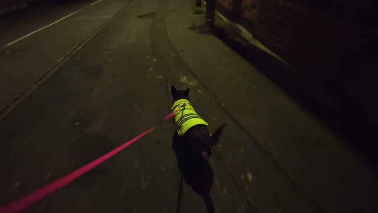 There's sleet, heavy wind.. and it's Christmas Eve... WE WALK! (Dog Mic/POV)