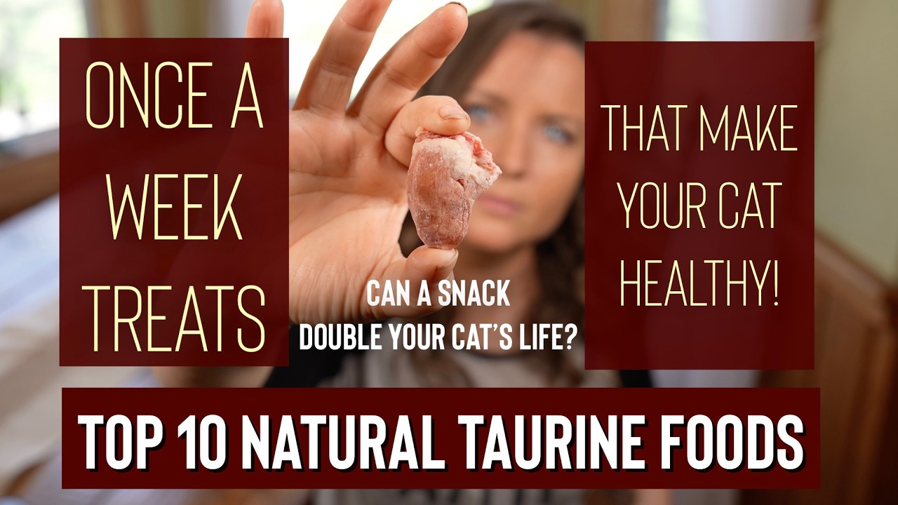 Top 10 Natural Taurine Treats to Boost Cat Health and Longevity