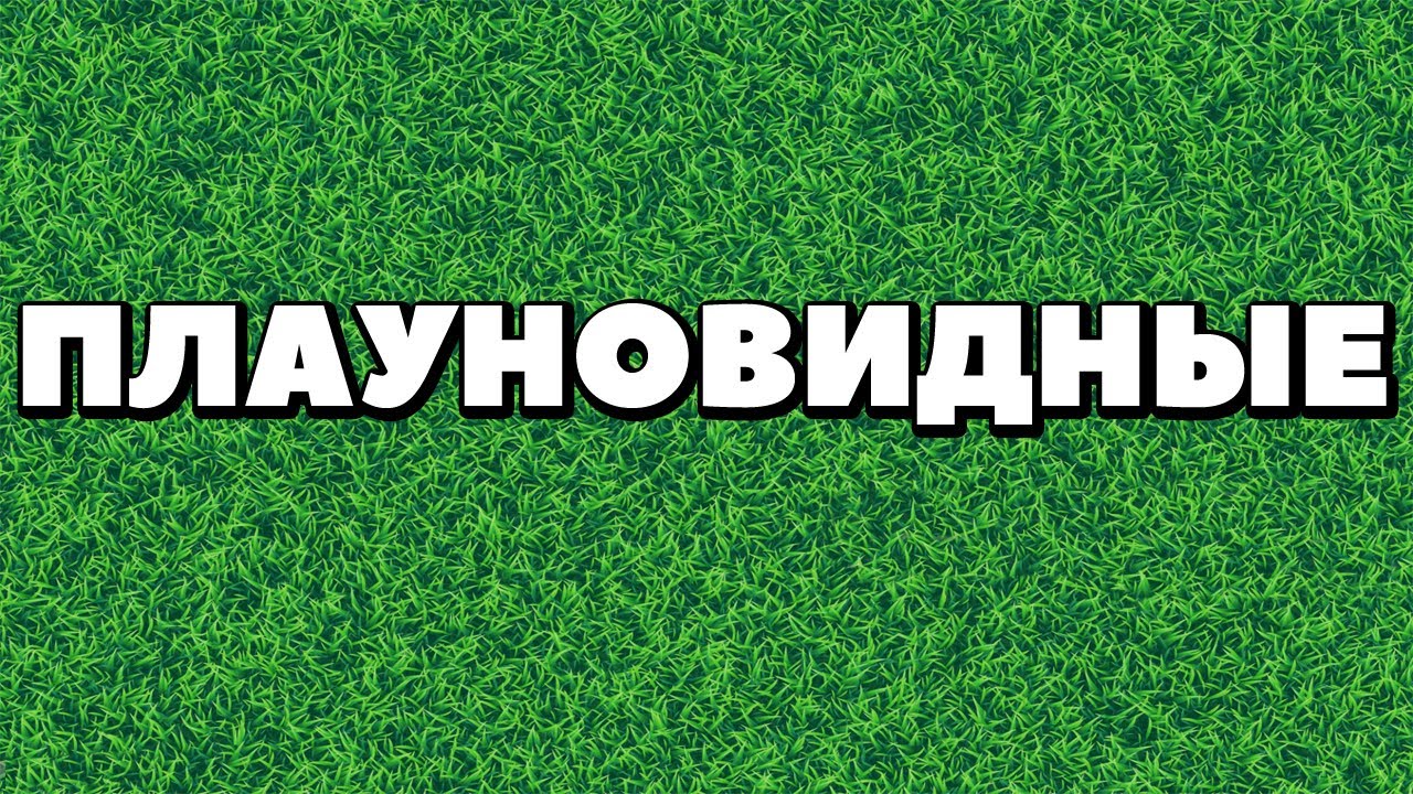 Ботаника.Плауновидные.Жизненный цикл плаунов.
