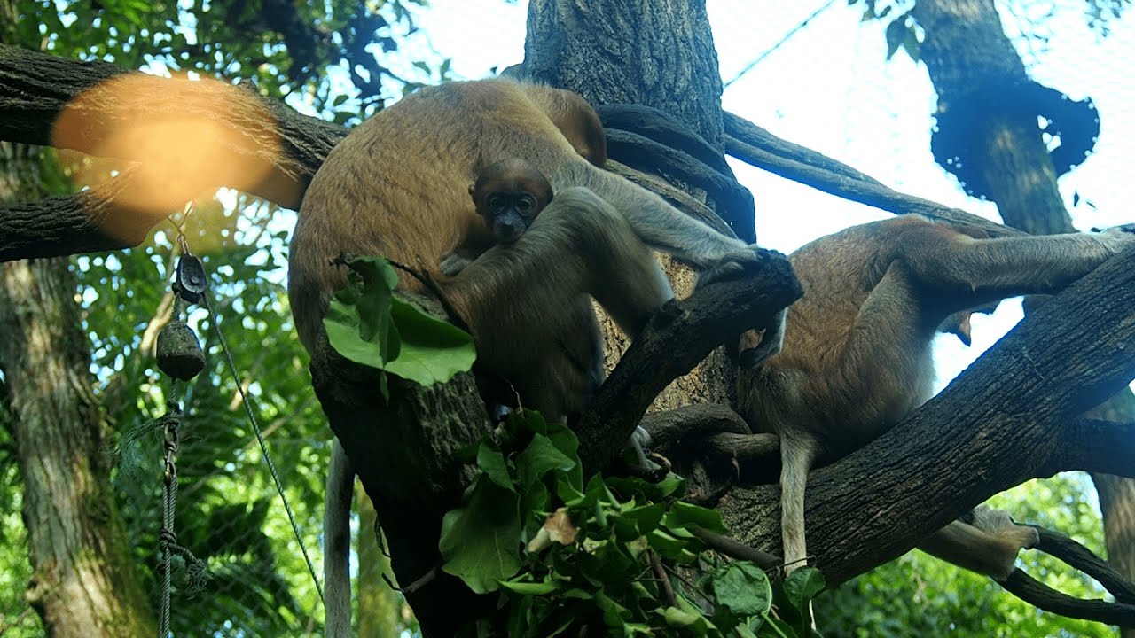 EP63 | Proboscis monkeys of Singapore Zoo