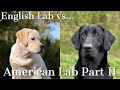 English vs American Labrador Retrievers Part 2