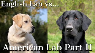 English vs American Labrador Retrievers Part 2