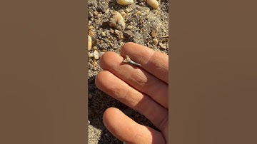 This Shark Tooth is MILLIONS of Years Old!! #shorts