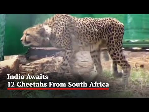 India Awaits 12 Cheetahs From South Africa