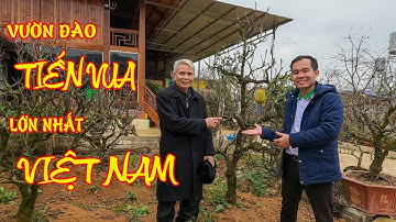 Đào Thất Thốn || Đàm đạo kỹ thuật trồng đào tiến vua cùng nghệ nhân trồng đào