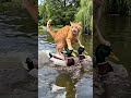 Cat kidnapped by ducks