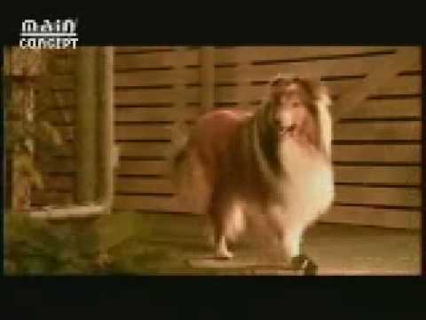 The Crash - Star