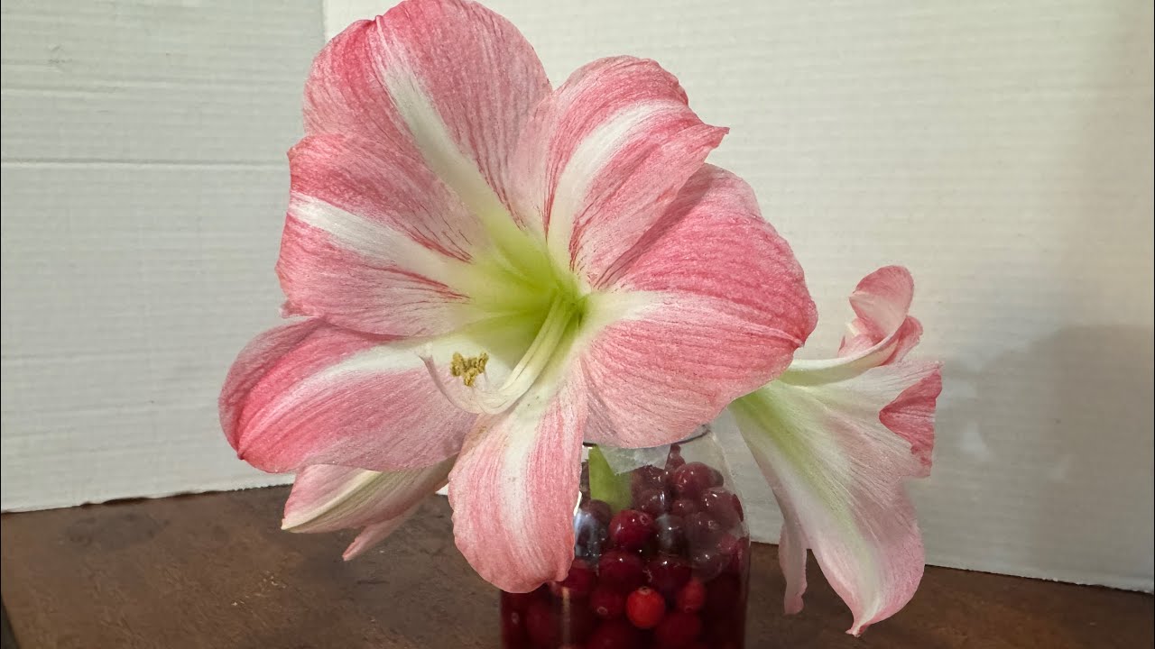 Небольшая композиция из амариллисов с клюквой 🍒