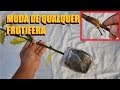 Faça muda de qualquer frutífera desta forma passo a passo completo (super simples)