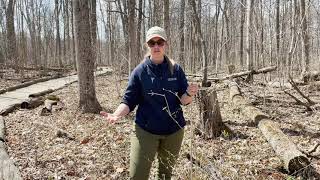 Removing Bush Honeysuckle Net Worth