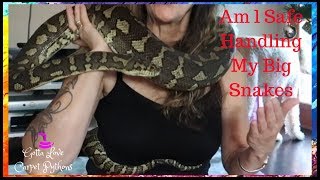 Oneday Your Snakes Will Really Hurt You With Coastal Carpet Python Jack
