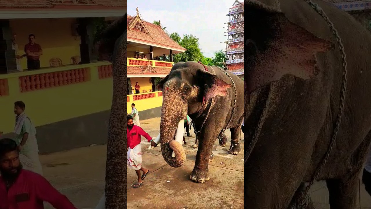 Kerala elephant 🐘  3 