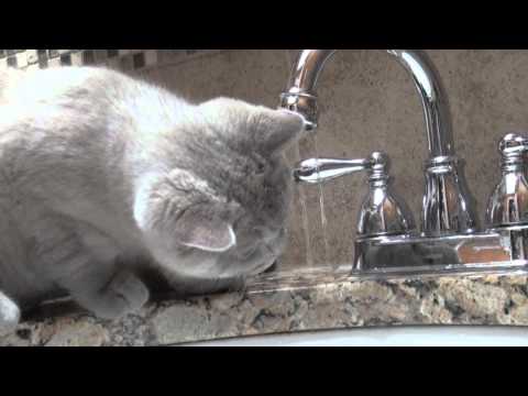 Thirsty Kitten
