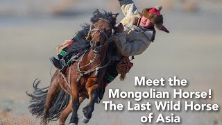 Mongolian Horse - A Symbol of Power & Strength - The Most Beautiful Horses of the Mongolian Steppes by Pets Expo 46 views 5 months ago 2 minutes, 2 seconds