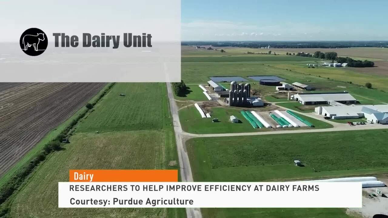 Dairy Report Purdue Researchers to Help Improve Efficiency at Dairy