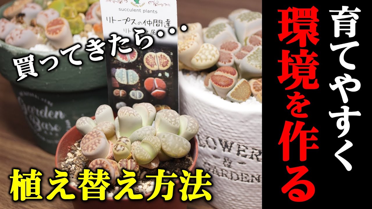 買ったらやるべき？】脱皮中のリトープスを育てやすく植え替えよう