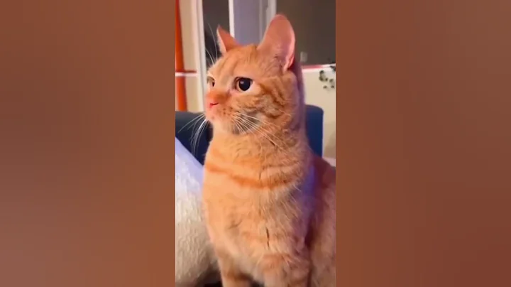 Video 6502861: cat funnycats pets meows, funnycats catmeow pets, cat pets meow funny