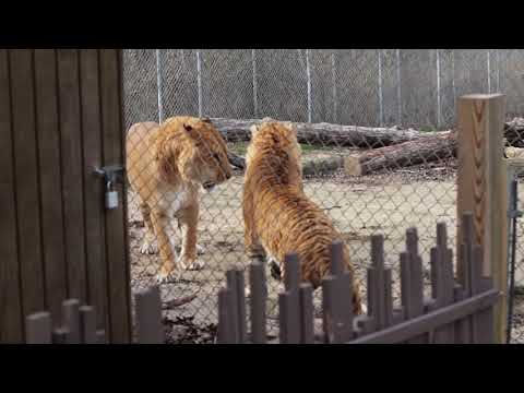 Liger vs tigon: a terrifying clash of the massive, mythical hybrids of lions and tigers