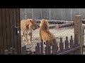 Liger vs tigon a terrifying clash of the massive mythical hybrids of lions and tigers