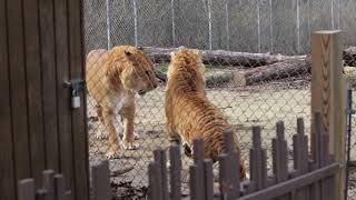 Liger vs tigon: a terrifying clash of the massive, mythical hybrids of lions and tigers by Newsflare VIP 568,655 views 4 years ago 19 seconds